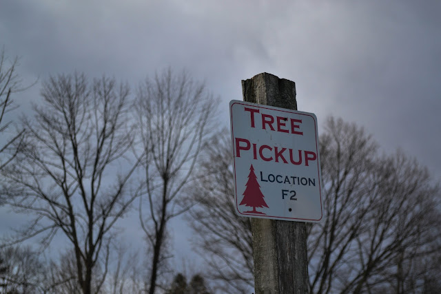 Patchen california christmas tree farms Heart of Gold: A Day at the Christmas Tree Farm