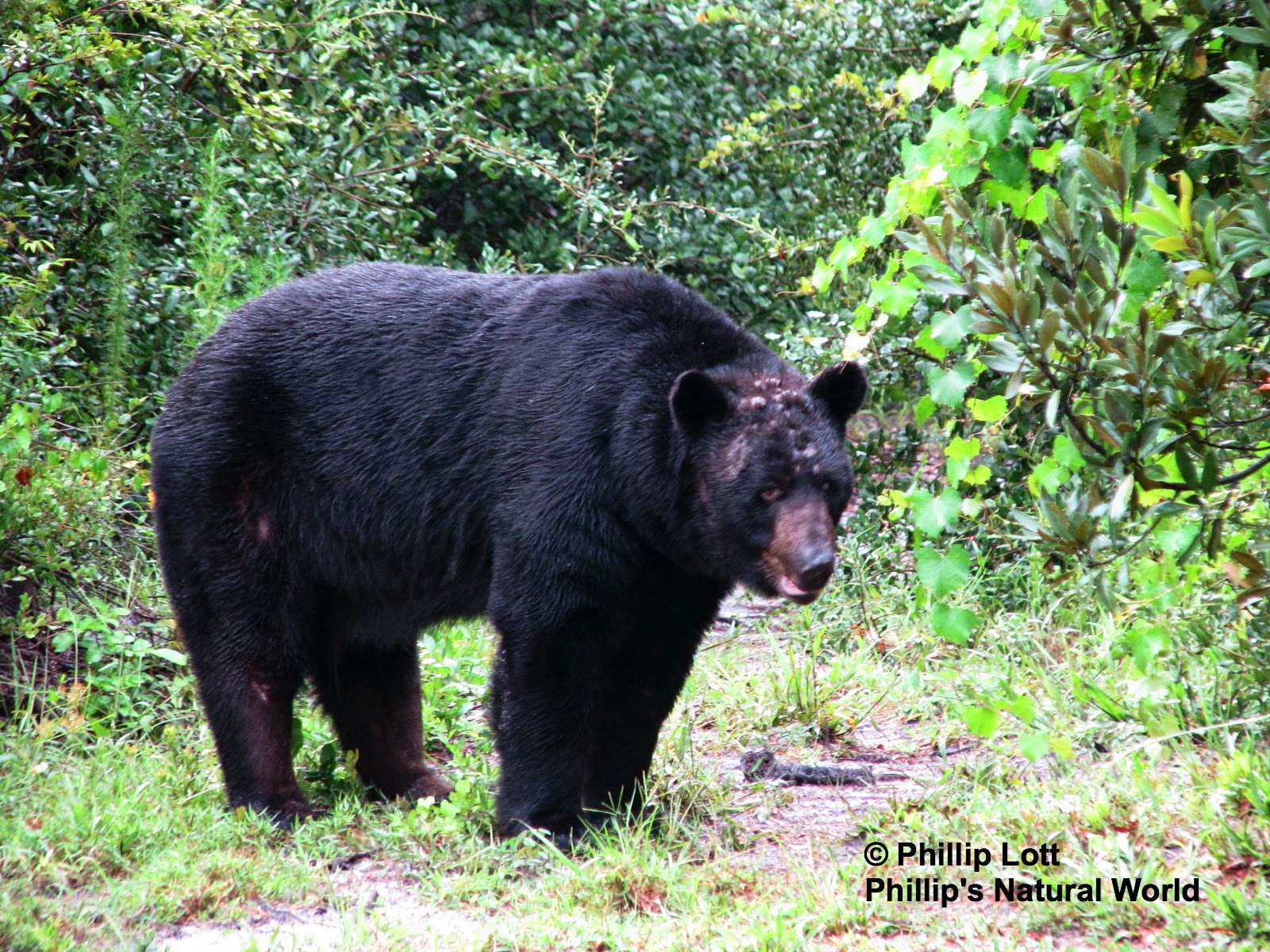 Florida to Kill Beloved Bears Phillip's Natural World