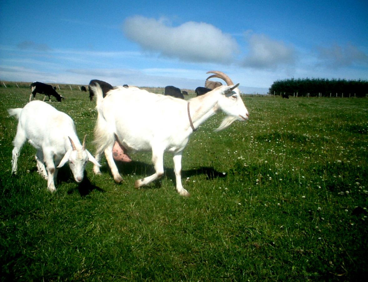 Beautiful Goat HD Wallpapers 2015   etc FN Beautiful Goat HD Wallpapers 2015   etc FN