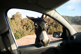Wild Donkeys in North Cyprus Wild Donkeys in North Cyprus