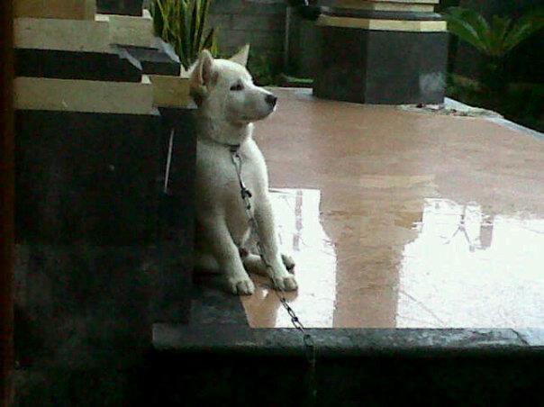 From Bali For The World Anjing Kintamani Bali