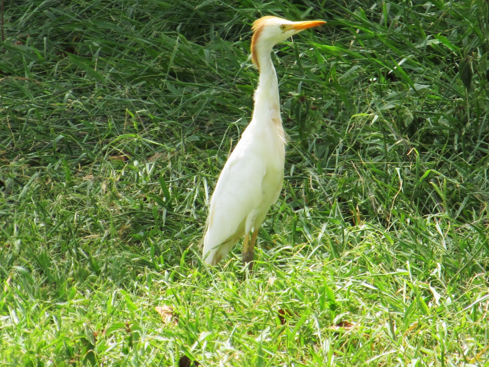BirdsEyeViews St. Kitts Birds