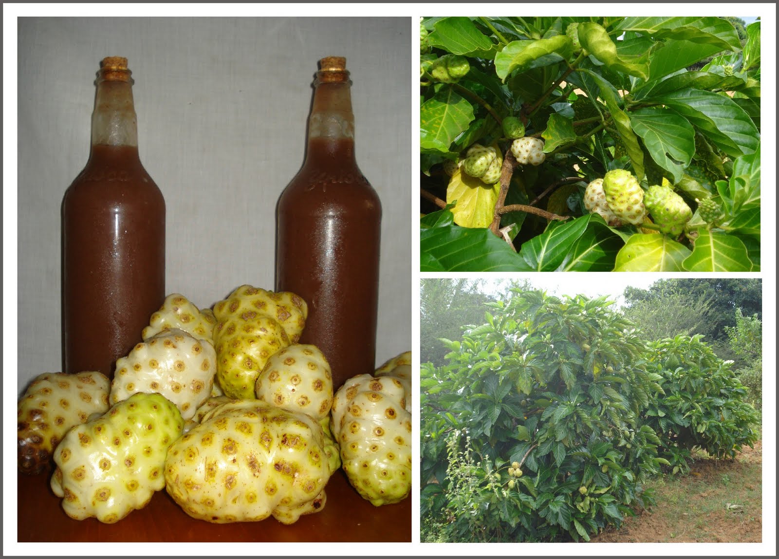 Estética Beleza e Bem Estar NONI O FRUTO E SEUS BENEFÍCIOS