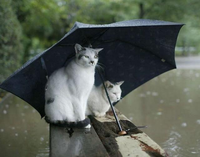 Os gatos é que mandam em nós! - Clube de Gatos do Sapo