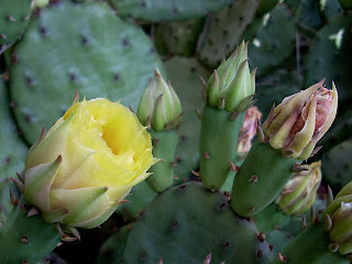 http://3.bp.blogspot.com/-Q0XXf0ivytM/T75m7djtUBI/AAAAAAAAS6w/imLZpYZ7IXo/s1600/prickly%2Bpear%2Bcactus%2Bin%2Bcharles%2Bvillage%2B-%2Bpaul%2Bkilmon%2B3.JPG
