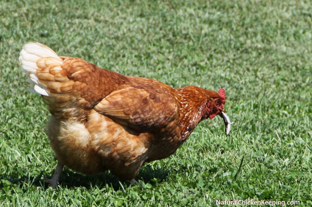 Natural Chicken Keeping How to Eat a Lizard