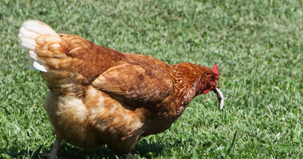 Natural Chicken Keeping How to Eat a Lizard
