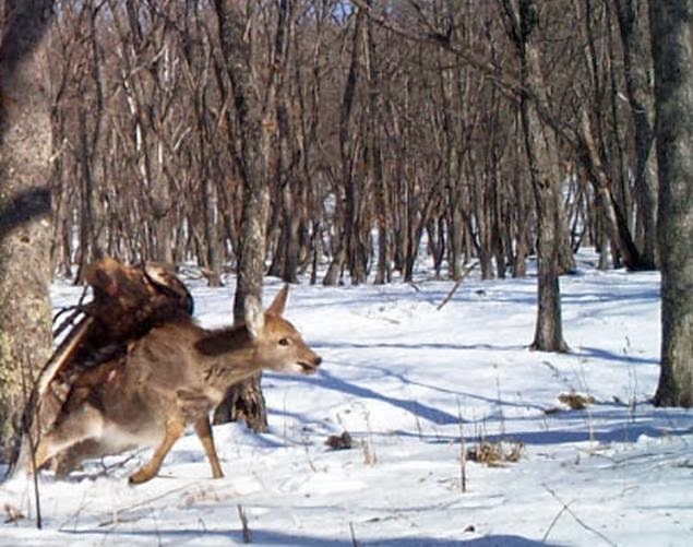 SEE Golden eagle takes down deer (+photos) EMONG'S