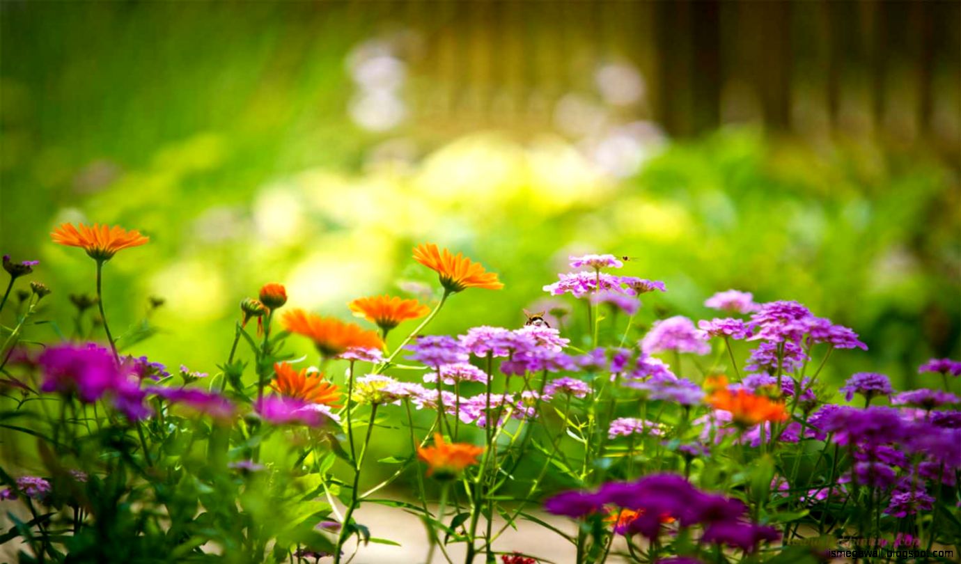 Nature Flower Hd Mega Wallpapers