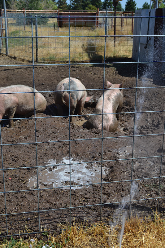 The House That Ag Built How we Care for our Pigs in the Heat