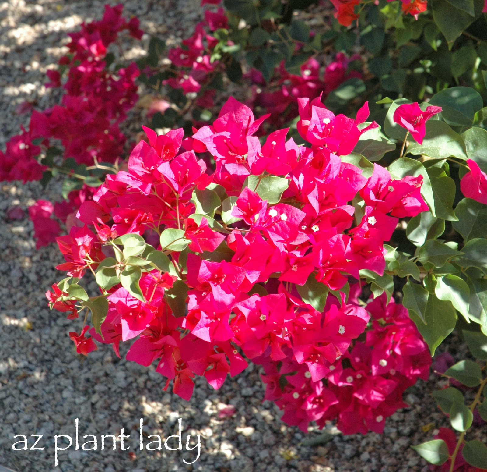 AZ Plant Lady House Call What's Wrong With My Bougainvillea