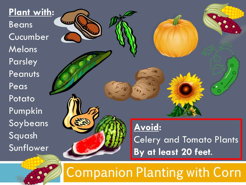 Gardening with Red Hill Companion Planting with Corn