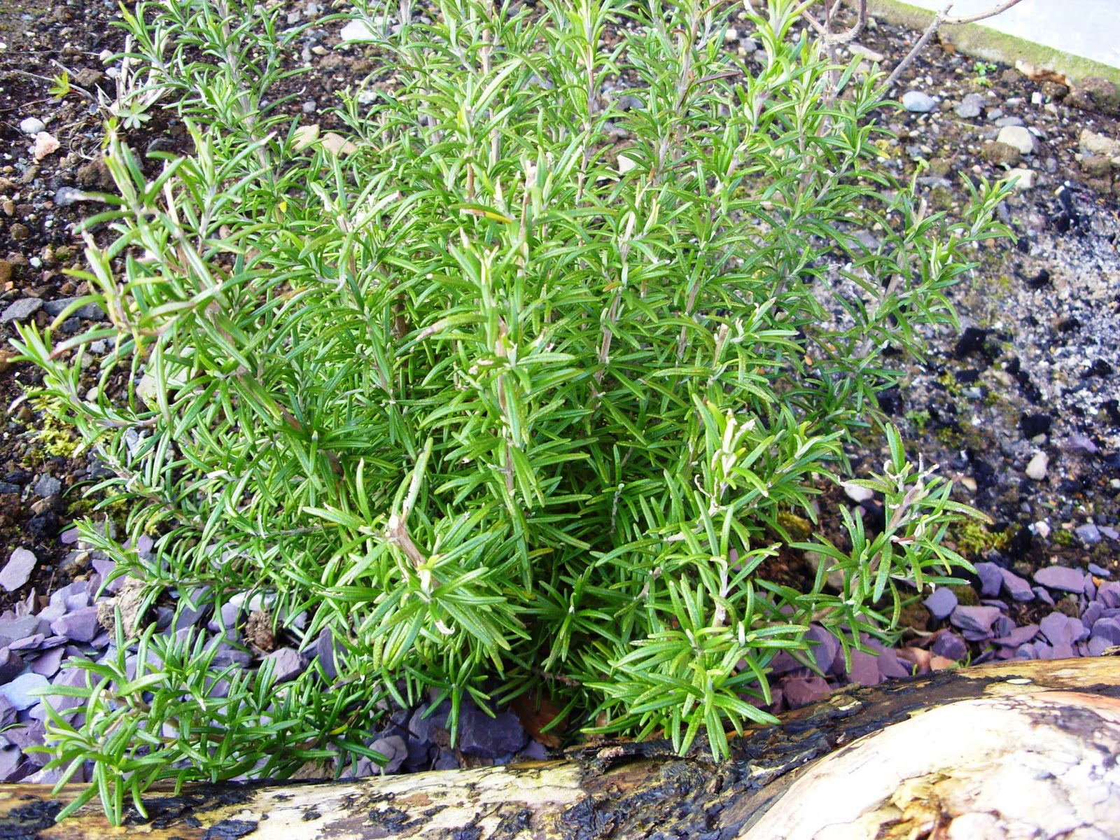 Kelli's Northern Ireland Garden Herbs to grow from seed or to purchase?