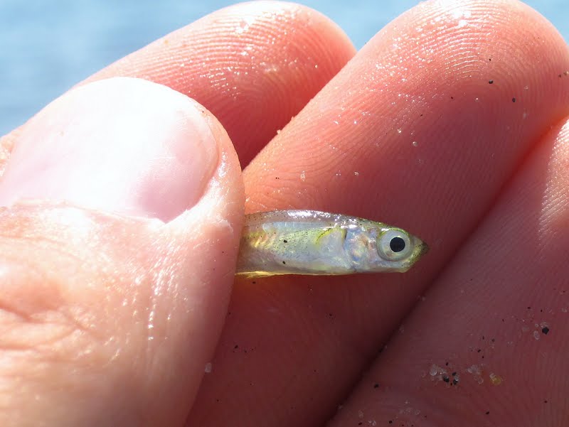 Nature on the Edge of New York City Plenty of Bay Anchovies in the Water