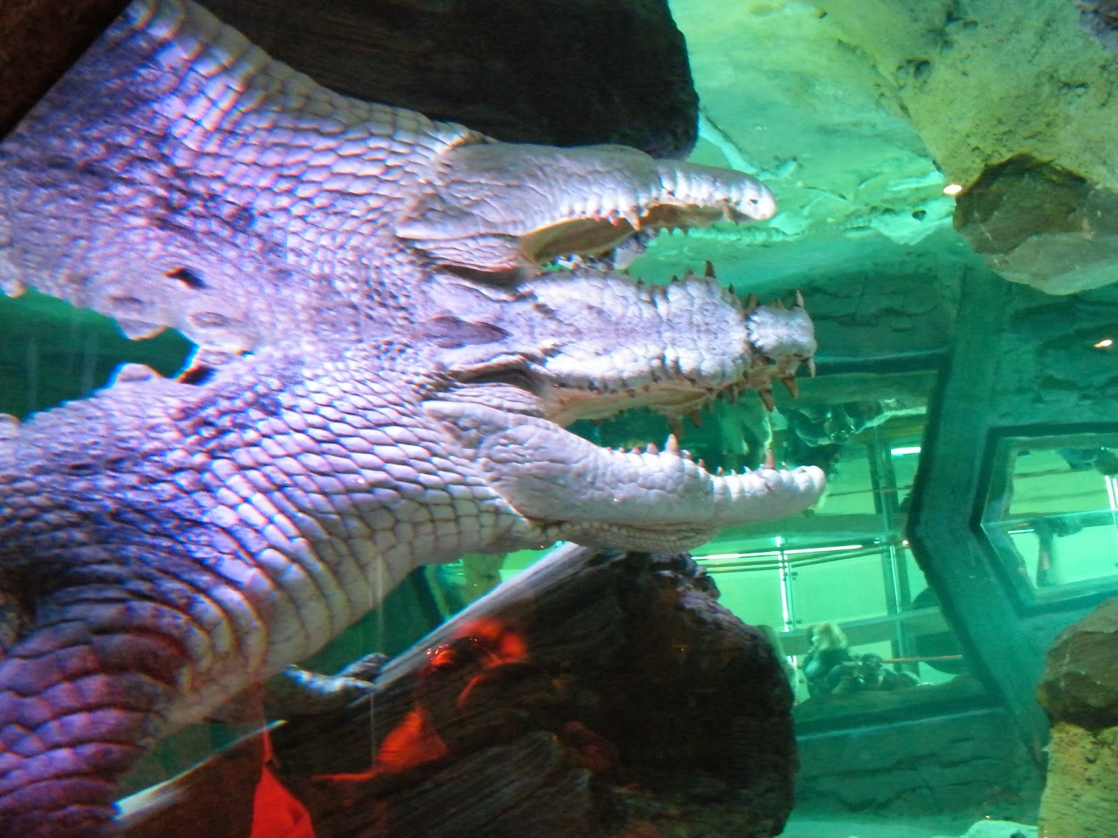 The Holiday and Travel Magazine SEA LIFE Melbourne Aquarium Victoria