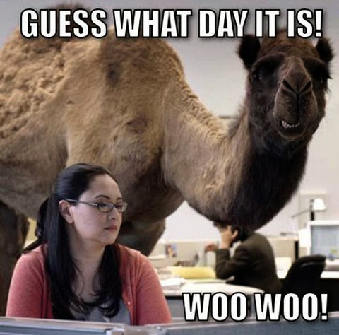 funny-camel-hump-day-woman.jpg