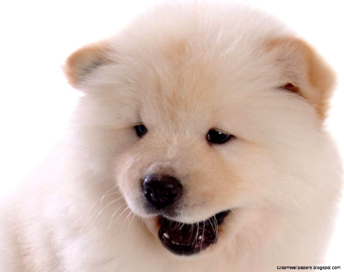 Chow Chow Dogs HD Wallpapers Chow Chow Dog Images Cool Wallpapers Chow Chow Dogs HD Wallpapers Chow Chow Dog Images Cool Wallpapers
