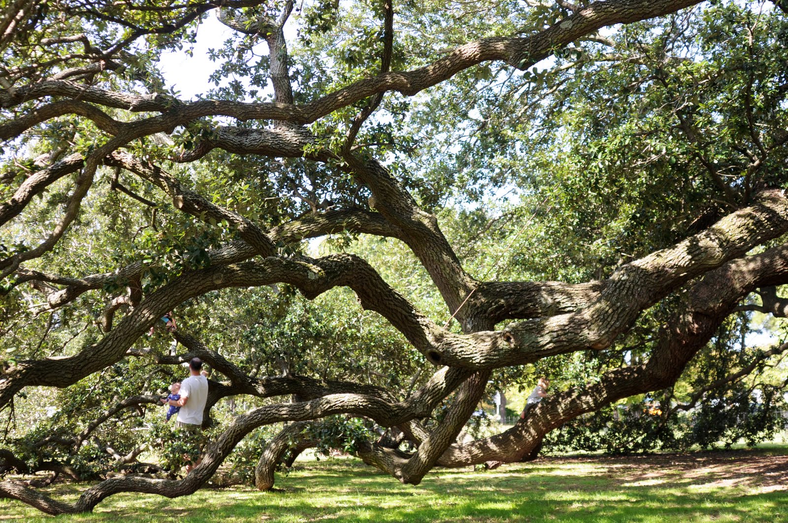 Remarkable Trees of Virginia The Emancipation Oak