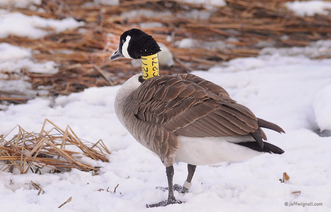 (The Occasional) Photo Tip of the Day Neck Banding Geese What do you