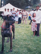 Majestic "GREAT DANE" at Ooty Dog show,(10-5-1998)