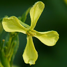 http://wild-flowers-of-europe.blogspot.nl/2015/05/raphanus-raphanistrum.html