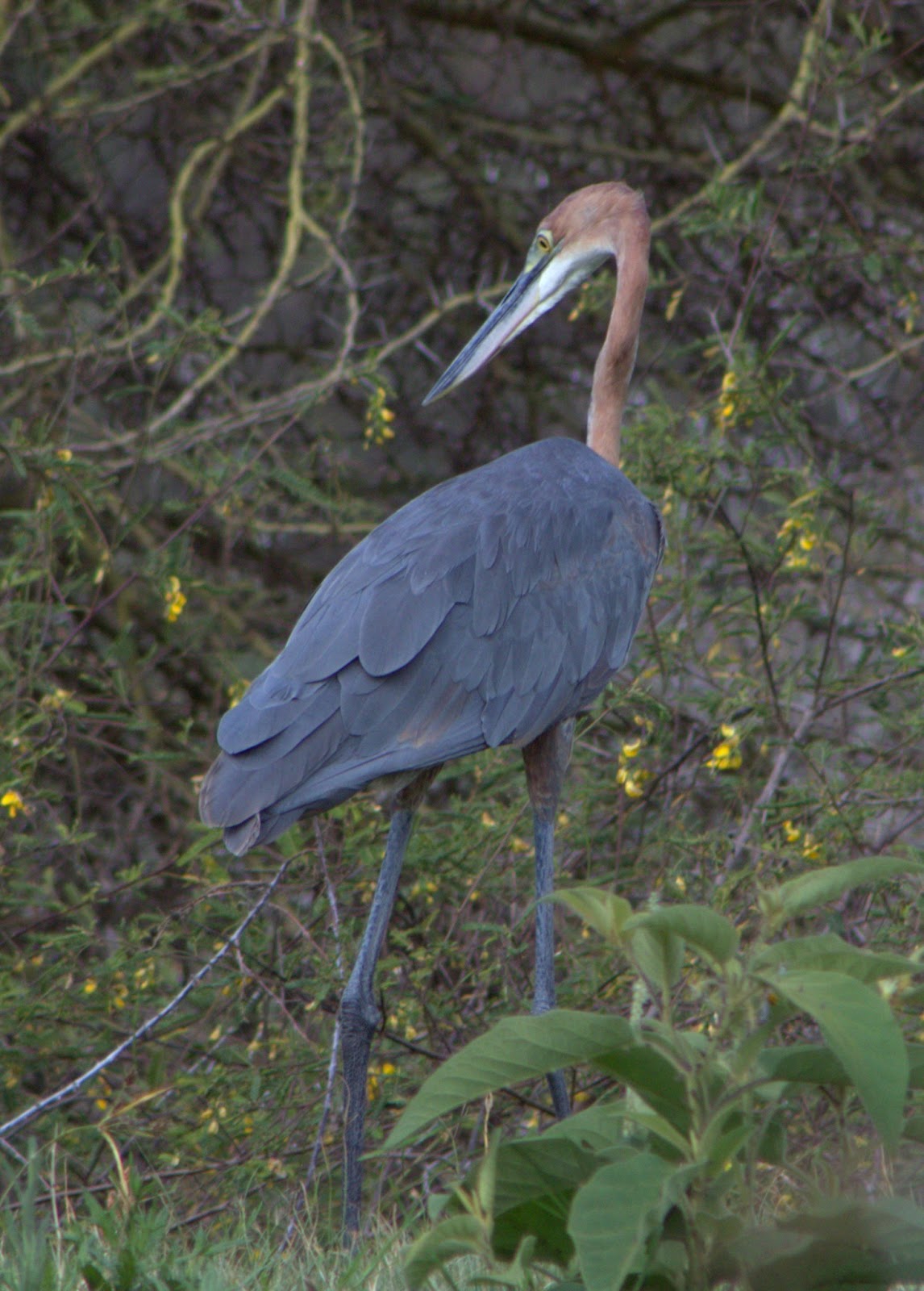 Something About Everything Kenya Birds