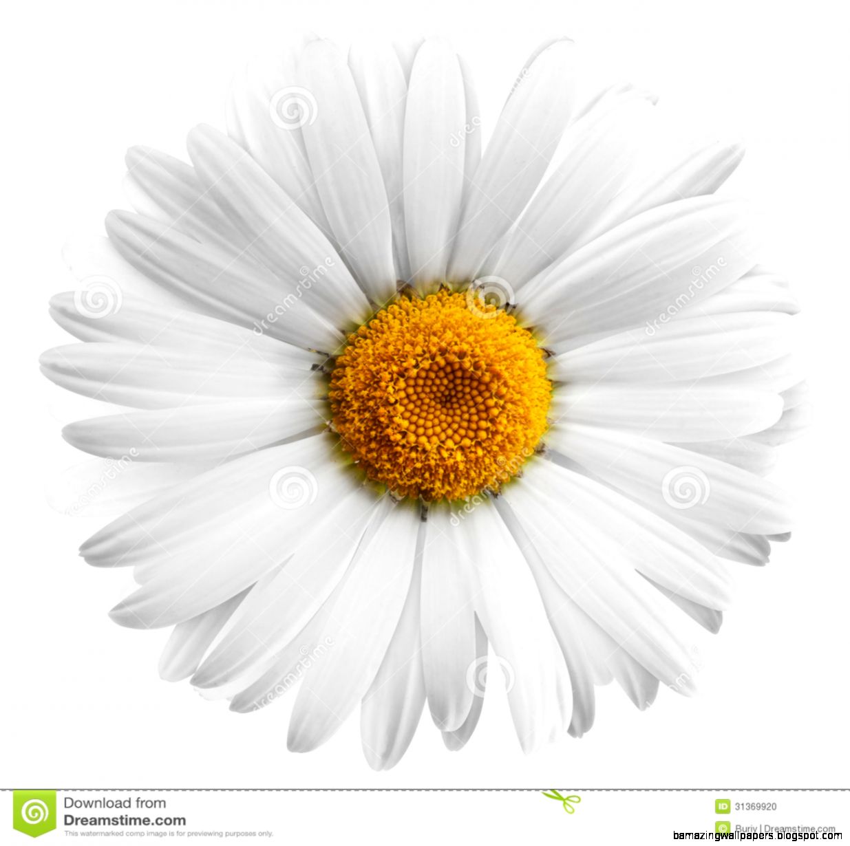 Flower Stock Photo Image 31369920 Flower Stock Photo Image 31369920