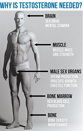 What does testosterone do for men