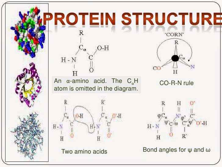 Nutrition Major bio molecule
