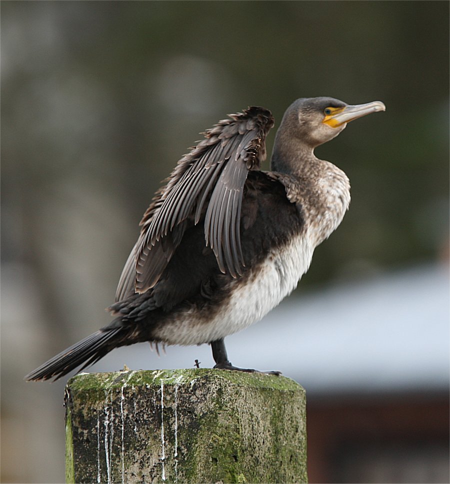 Murfs Wildlife Great Cormorant