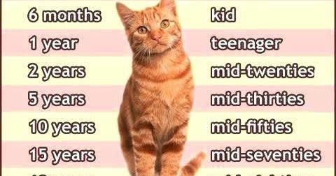 Chart Of Cat Years