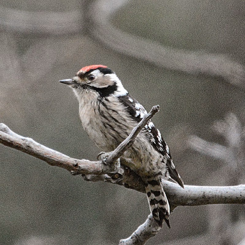 Woodpeckers Of Europe: Gallery: Europe's smallest woodpecker