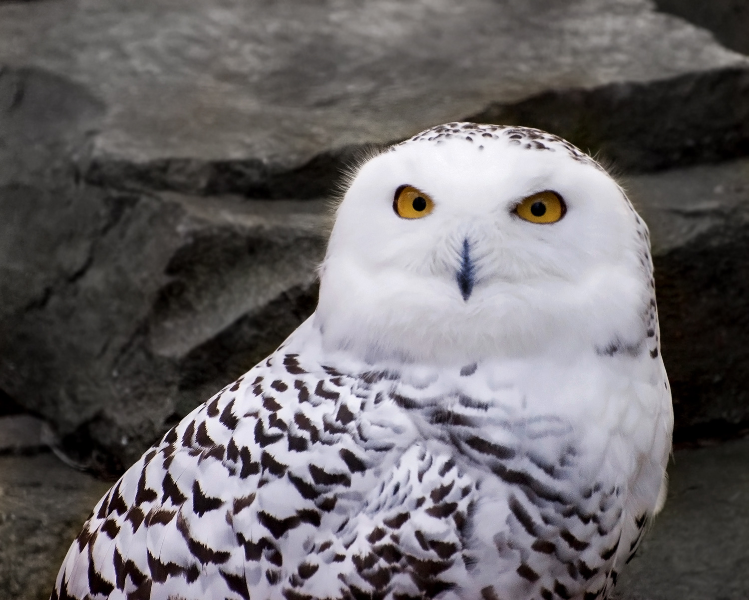 Flying Animal: The Snowy Owl