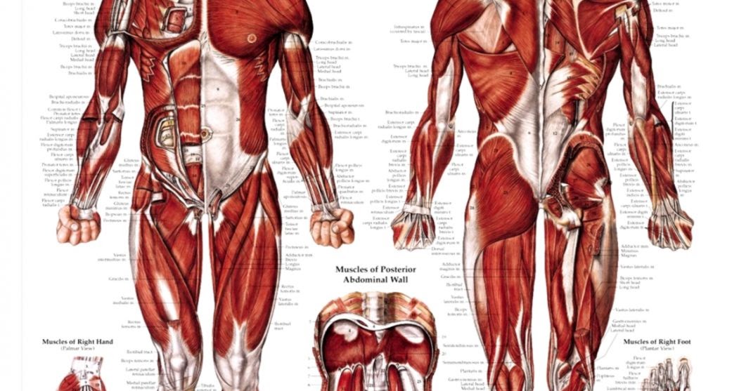 Muscle Anatomy Chart | HD Wallpapers Plus