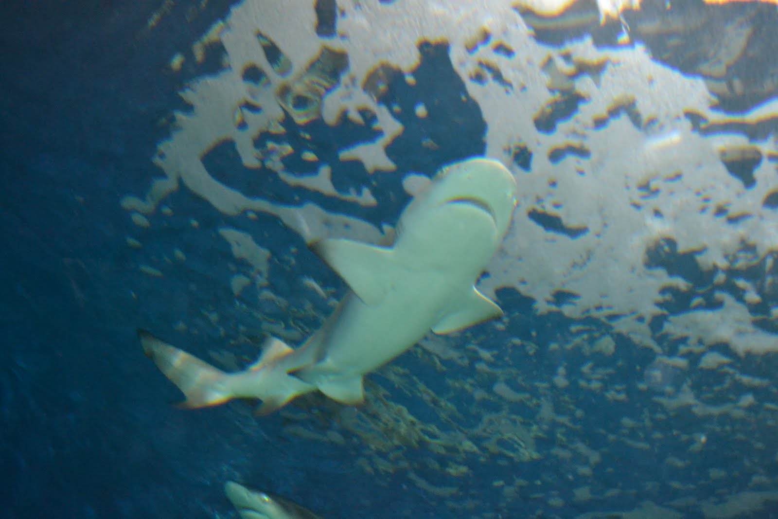 Virginia Living Museum Sharks and Rays Virginia Living Museum