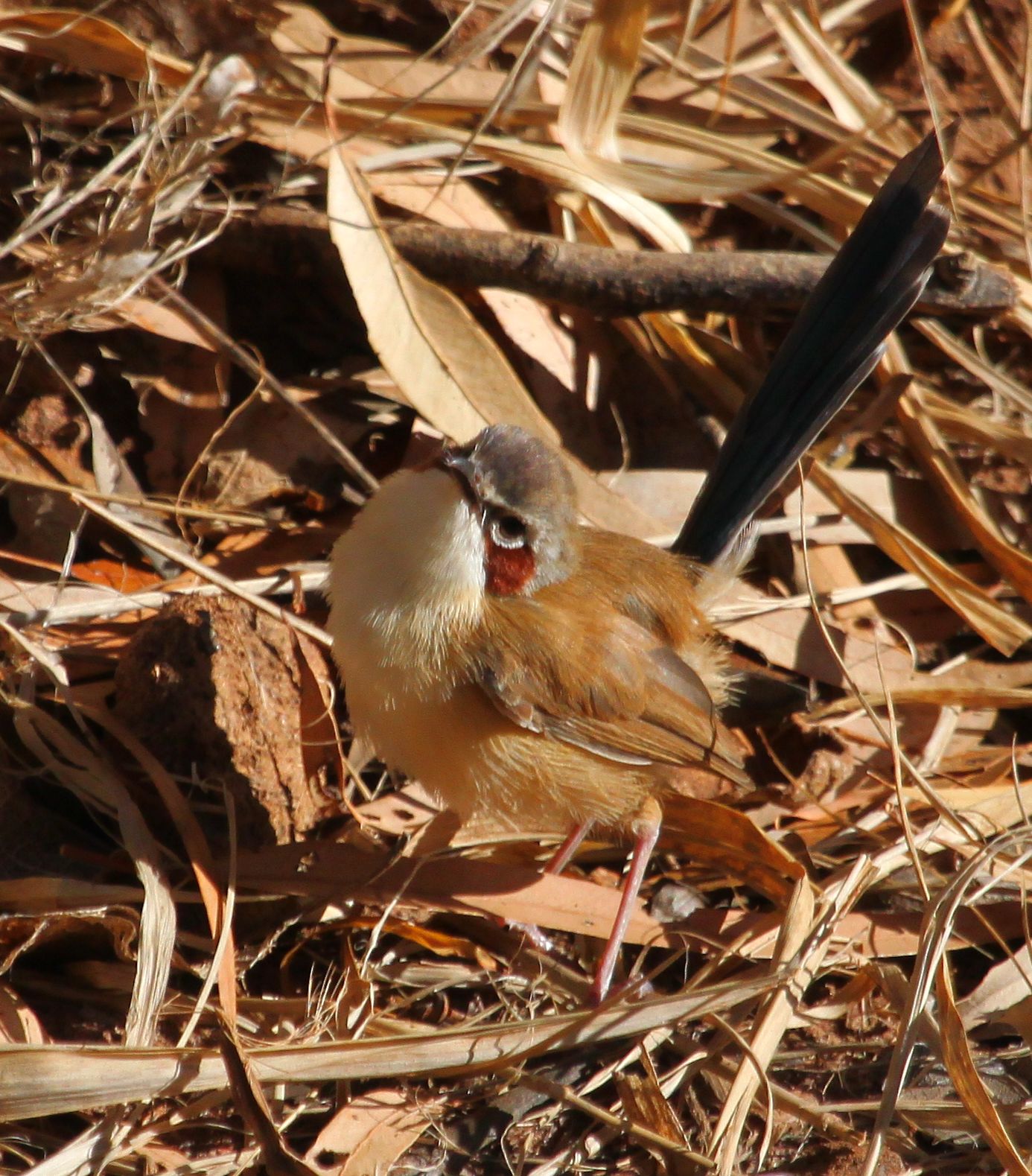 purple crowned fairy wren purple crowned fairy wren