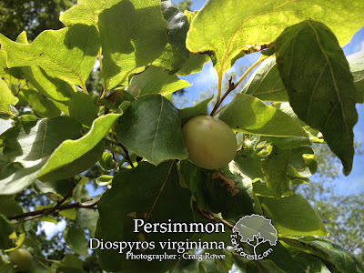 Persimmon Fruit & Leaves