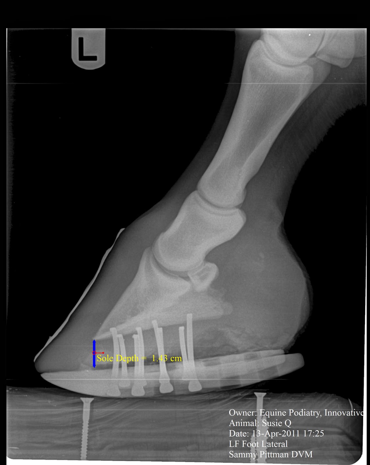 Innovative Equine Podiatry Follow up Venograms and Radiographs of the