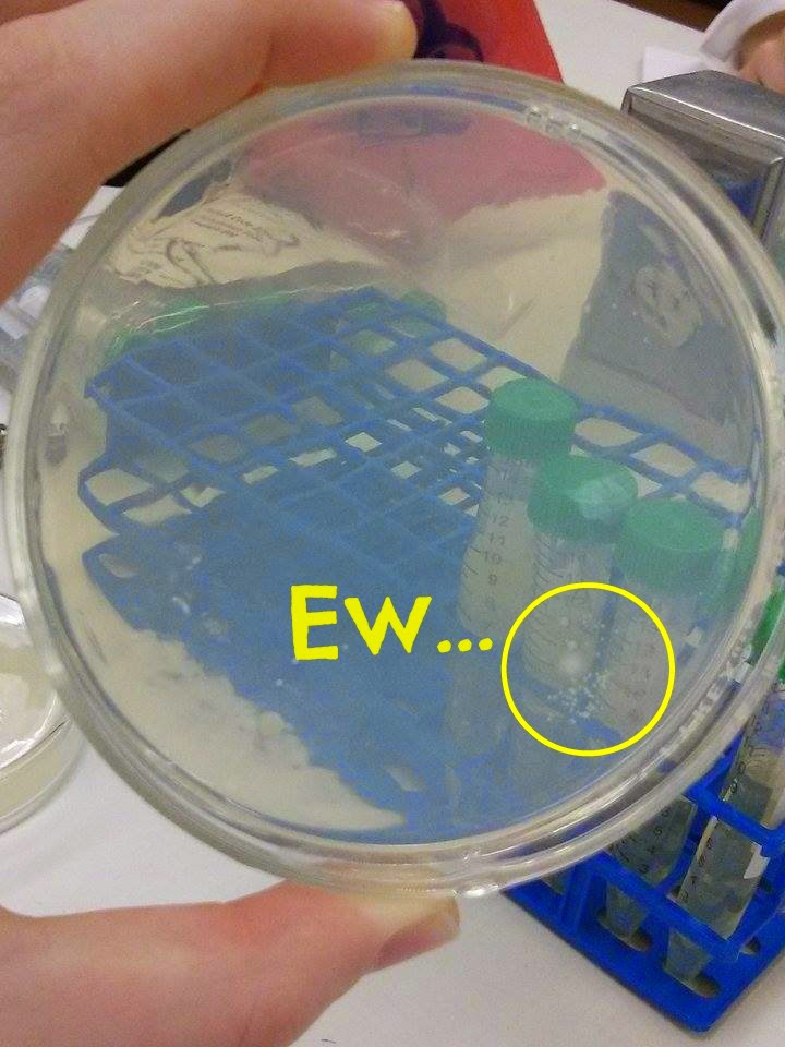 Nursing Adventures Medical Microbiology Day 2 Streaks and Stains
