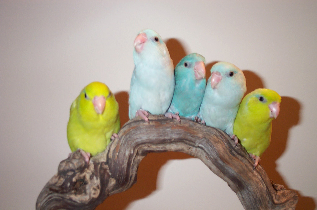 small parrots