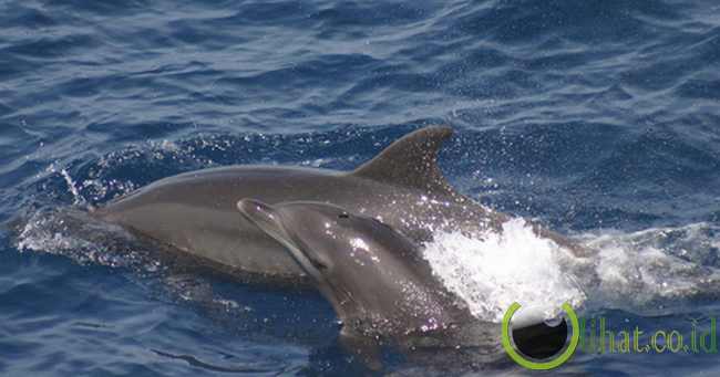 Lumba-Lumba Hidung Botol Lumba-Lumba Hidung Botol