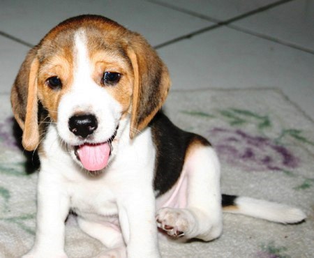 english foxhound puppies