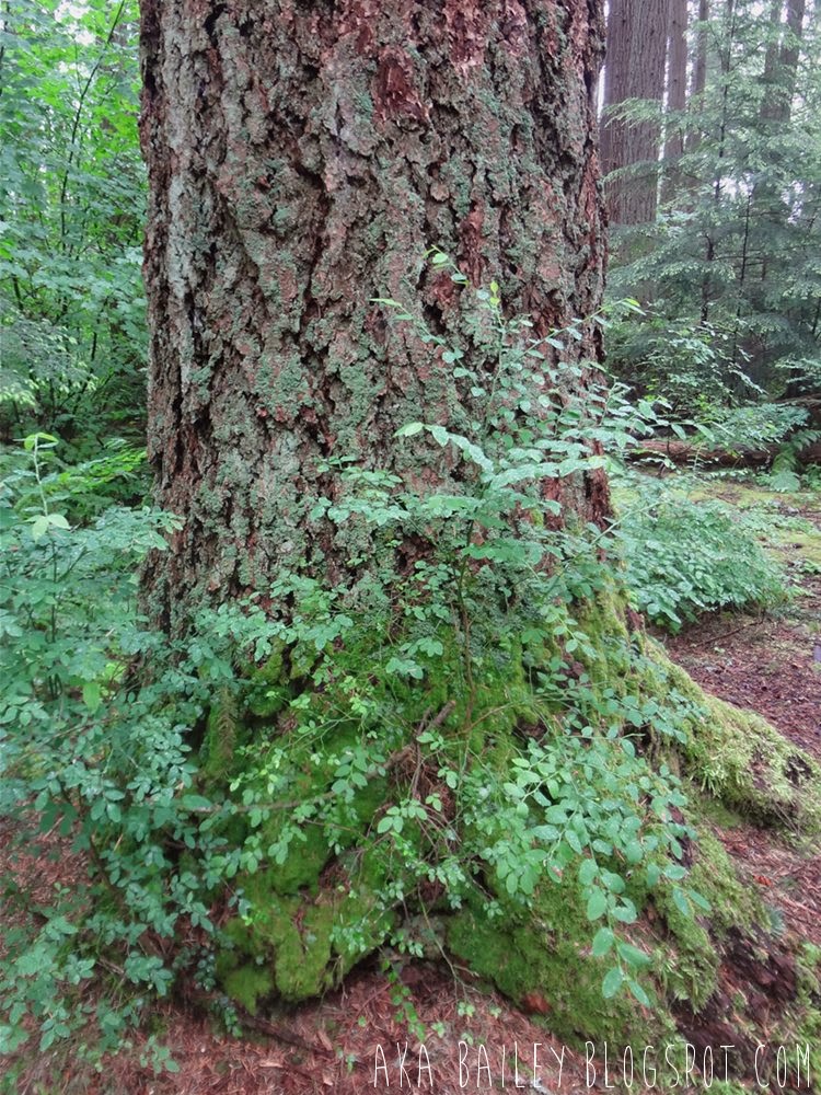 Ombre moss on a douglas fir