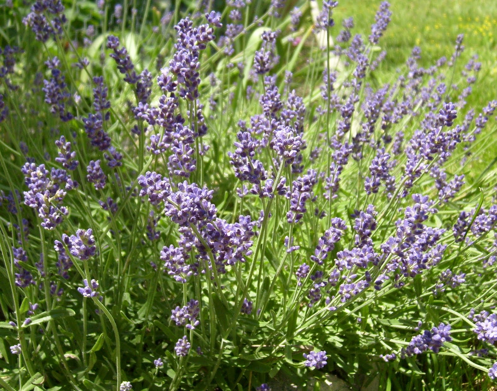 Happier Than A Pig In Mud Drying Lavender