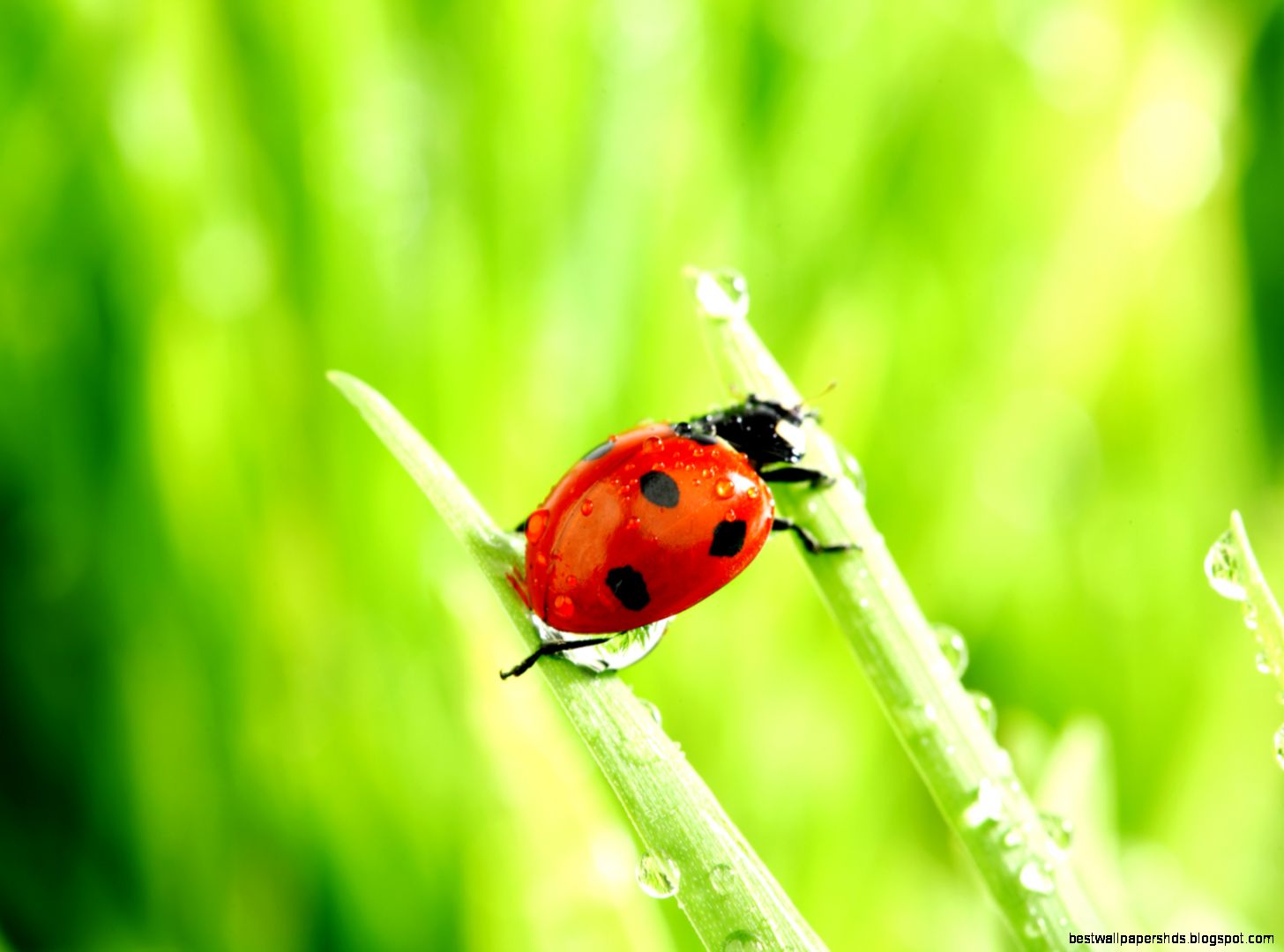 Lovely Ladybugs Lovely Ladybugs