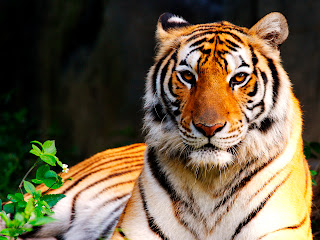 Sitting Tiger Beautiful Sharp Eyes HD Wallpaper