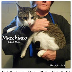 UPDATE 4/1/13WITHOUT YOUR HELP THESE CATS COULD DIE IN THE GAS CHAMBER.  URGENT Beautiful Cats