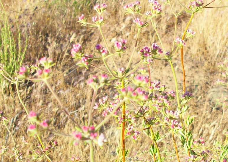 Gavilan Hills Blog Pink California Buckwheat
