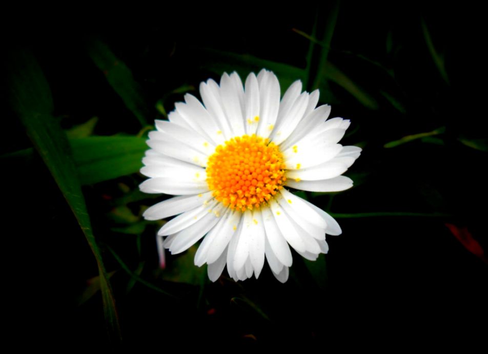 WhiteYellow Flower by Arlen McTaranis on DeviantArt WhiteYellow Flower by Arlen McTaranis on DeviantArt