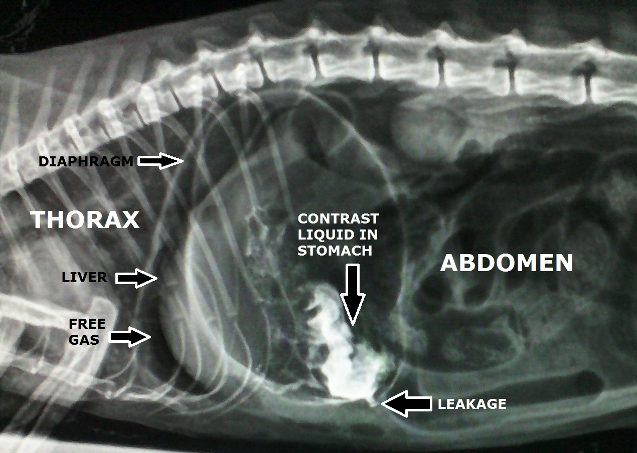 VeteriSilvia Peritonitis in a cat/peritonitis en un gato